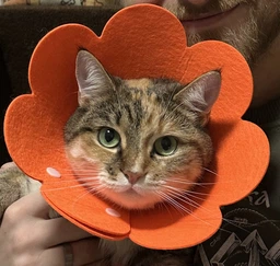 Воротник-ошейник "для заживления ран" для собак и кошек Orange Flower Size М