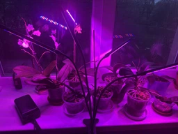 Фітолампа на 4 лампи світлодіодна LED для росту рослин на прищіпці фітосвітильник для кімнатних квітів, розсади, орхідей фіто лампа фото від покупців 2