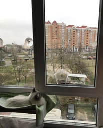 Лежанка для кота на окно подвесная гамак для кошки на присосках (ОL-152925) фото от покупателей 12