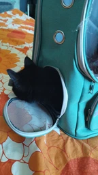 Рюкзак переноска для кота кошки котенка маленьких собак до 8 кг прозрачный зеленый (002279) фото от покупателей 1