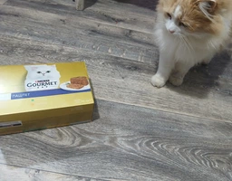 Мультипак упаковка влажного корма для взрослых кошек Purina Gourmet Gold Паштет с тунцем, с курицей, с кроликом, с индейкой 85 г х 12 шт (8445291106291/8445291106307) фото от покупателей 3