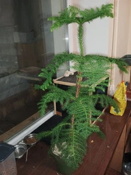 Араукарія Araucaria кімнатна ялина, 50-60 см, об'єм горщика 1л фото від покупців 1
