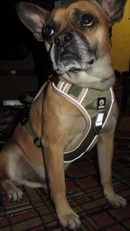 Нейлонова двостороння тактична шлейка для собак Tactical Dog Harness M Хакі фото від покупців 4