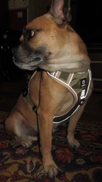 Нейлонова двостороння тактична шлейка для собак Tactical Dog Harness M Хакі фото від покупців 3