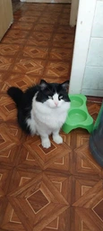 Вологий корм для котів HappyPets куріпка/мідії 85 г