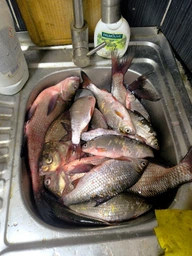 Підгодовування Real Fish Big Fish Тигровий Горіх 1кг