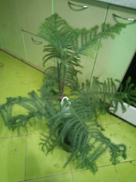 Араукарія Araucaria кімнатна ялина, 50-60 см, об'єм горщика 1л