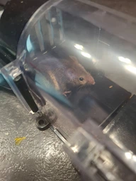 Мишоловка живоловка багаторазова з прозорого пластику Humane Trap (НТ-25295)