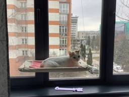 Спальное место для кошки кровать лежанка оконная гамак Sunny Seat Window фото от покупателей 5