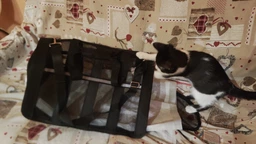 Сумка переноска для кота кошки котят собаки домашних животных до 8 кг каркасная полупрозрачная с ремешком на плечо кошачьи сумки для переноски котов кошек маленьких собак котенка голубая размер L 46х27х27 см. (002164) фото от покупателей 10