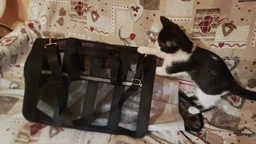Сумка переноска для кота кошки котят собаки домашних животных до 8 кг каркасная полупрозрачная с ремешком на плечо кошачьи сумки для переноски котов кошек маленьких собак котенка голубая размер L 46х27х27 см. (002164) фото от покупателей 8