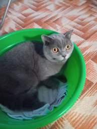 Сухий корм з куркою Brit Care Sterilized Urinary Бріт Каре для стерилізованих котів для здоров'я сечокам'яної системи 2 кг + наповнювач в подарунок (8595602540747)