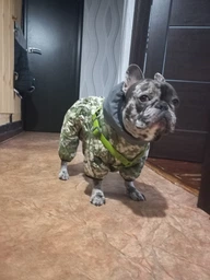 Комбинезон для собак WAUDOG Clothes, рисунок "Милитари", размер S30 (418-4026)