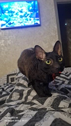 Вологий гіпоалергенний корм Kattovit Veterinary Sensitive для котів з харчовою непереносимістю з індичкою (паштет) 12 шт х 185 г