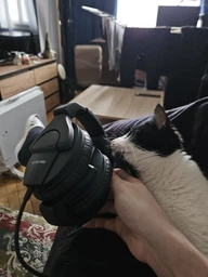 Наушники Sennheiser HD 280 PRO (506845) фото от покупателей 1