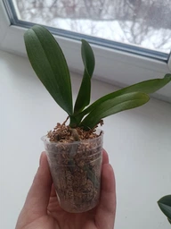 Орхидея (нецветущий подросток) TopDreams Phal. 5016 Yaphon Green Batman бабочка (Brother Sara Gold × Chiada Spark ) в размере 1.7 фото от покупателей 1