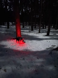 Ошейник светящийся SV LED для небольших собак и кошек XL (43-62 см диаметр шеи) Красный (sv2549xxl)