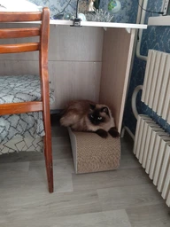 Когтеточка-лежанка для кошек Say Meow Cloud гофрокартон, 61х21х24 см (8040190102001) фото от покупателей 5