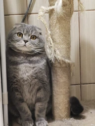 Сухой корм для кошек Royal Canin British Shorthair 400 г (Британская короткошерстная) фото от покупателей 3