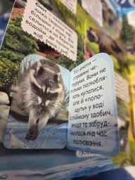 Книжка з секретними віконцями.Відкрий та дізнайся.Тварини планети Земля фото от покупателей 1