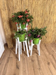 Комплект підставок для вазонів WoodDecor з дерева Білий фото від покупців 2