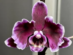 Орхидея (нецветущий подросток) TopDreams Phal 5021 Summer Breath, квіти 7 см, 1.7 (мох) фото от покупателей 1