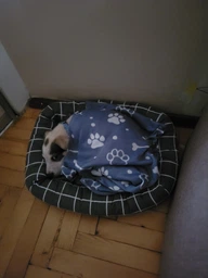 Лежак Природа Buddy для кошек и собак 50х40х12 см Серый (4823082430697) фото от покупателей 9