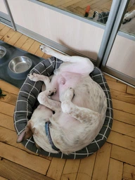 Лежак Природа Buddy для кошек и собак 50х40х12 см Серый (4823082430697) фото от покупателей 5