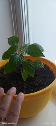 Семена перца Халапеньо (Jalapeno Red)