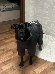 Комбінезон для собак Pet Fashion Cold сірий 3XL (MLZ8845) фото від покупців 6