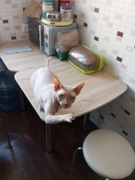 Сухой корм для котов Savory Adult Cat Steril Fresh 8 кг ягненок и курица фото от покупателей 4