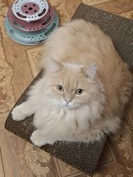 Кігтеточка з картону посиленого з дерев'яним фасадом Cat Joy Bionica Beige Wood 63х14х29 см фото від покупців 2