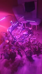 Фитолампа светодиодная LED лампа для роста растений на прищепке фитосветильник на 4 лампы для комнатных цветов рассады орхидей фито лампа фото от покупателей 3