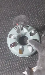 Іграшка для котів трек ігровий з мишкою Trixie Crazy Circle 24*29 см фото від покупців 6