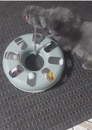 Іграшка для котів трек ігровий з мишкою Trixie Crazy Circle 24*29 см фото від покупців 4