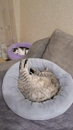 Лежак для собак и котов Funny Animals 55 см Серый (МС 160401-08)