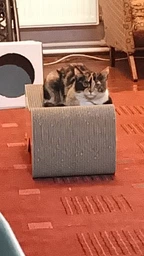 Когтеточка-лежанка для кошек Say Meow Cloud гофрокартон, 61х21х24 см (8040190102001) фото от покупателей 4