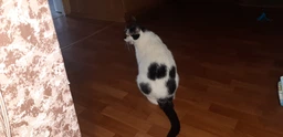 Вологий корм FELIX Fantastic для дорослих котів шматочки в желе з яловичиною 85 г фото от покупателей 2