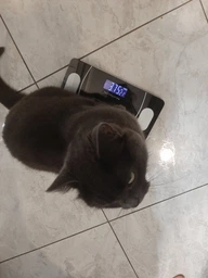 Ваги підлогові смарт розумні скляні для дому Scale one Black електронні фітнес Bluetooth з додатком для смартфона 180 кг білі
