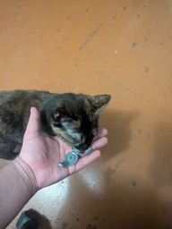 Игрушка мячик для кота интерактивные игрушки для кошек котов котенка умный мяч Lavka 2 режима оранжевый 2703254201 фото от покупателей 1