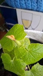 Фитолампа светодиодная LED Plant Grow Light на 4 лампы для роста растений на прищепке фитосветильник для комнатных цветов, рассады фото от покупателей 8