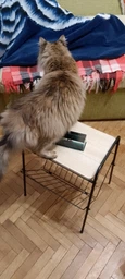 Журнальный столик с металлическим каркасом и подставкой с МДФ натурального цвета 36x29x46 см фото от покупателей 1