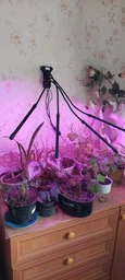 Фитолампа светодиодная LED Plant Grow Light на 4 лампы для роста растений на прищепке фитосветильник для комнатных цветов, рассады фото от покупателей 4