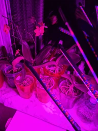 Фітолампа на 4 лампи світлодіодна LED для росту рослин на прищіпці фітосвітильник для кімнатних квітів, розсади, орхідей фіто лампа