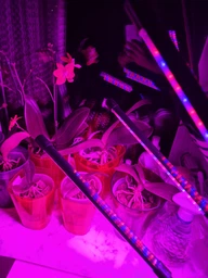 Фітолампа на 4 лампи світлодіодна LED для росту рослин на прищіпці фітосвітильник для кімнатних квітів, розсади, орхідей фіто лампа фото від покупців 1