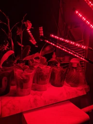 Фітолампа на 4 лампи світлодіодна LED для росту рослин на прищіпці фітосвітильник для кімнатних квітів, розсади, орхідей фіто лампа фото від покупців 2