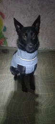 Пуховик Noble Pet Bobby Navy B4118/4XL (00001717)