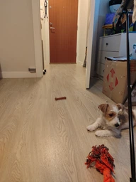 Игрушка для щенят Nylabone Puppy Chew Bone, 11.5 см