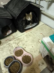 Пан Кот ГОВЯДИНА - Сухой корм для взрослых котов и кошек с говядиной, 10 кг фото от покупателей 1