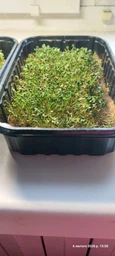 Набір для вирощування мікрозелені Panda microgreen на 7 врожаїв (ТОП 7 видів культур) фото от покупателей 2